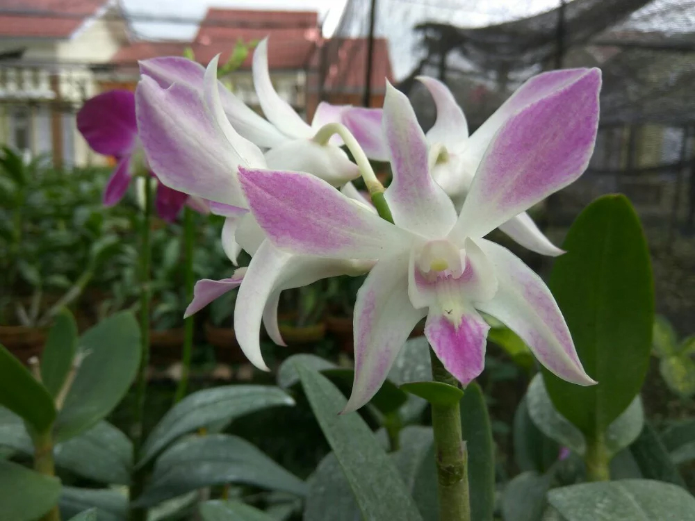 Perawatan Anggrek Dendrobium Ideide